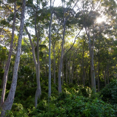 Jarrahdale Forest - A location for School Camps near Perth